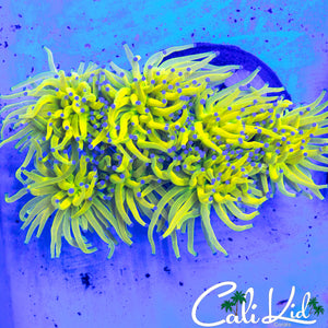 INSANELY BRIGHT HOLY GRAIL TORCH COLONY 6 HEADS