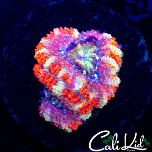 WHITE STRIPE ACAN DOUBLE