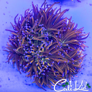 HOLY GRAIL VARIANT TORCH COLONY