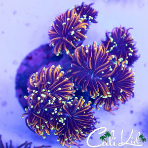 JESTER TORCH COLONY 7+ HEADS
