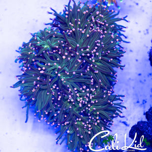 COTTON CANDY TORCH COLONY (TOO MANY HEADS TO COUNT)