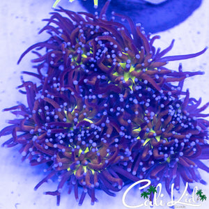 TIGER KNICKS TORCH COLONY 5+ HEADS