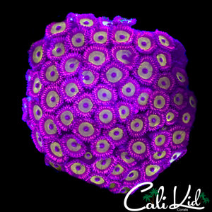 PINK HIPPO TYPE ZOA COLONY