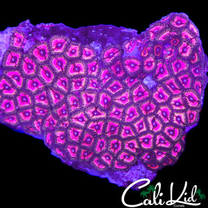 CRAZY PINK ZOA COLONY
