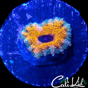 YELLOW ABYSS ACAN