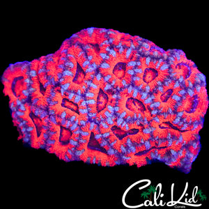 BLUE STRIPE ACAN COLONY