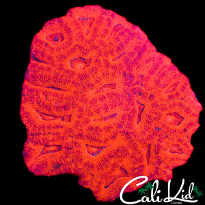 FIRE RED ACAN COLONY