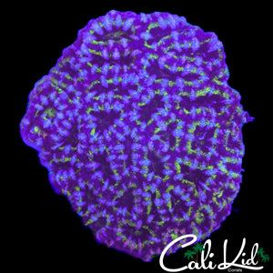 MAZE ACAN COLONY