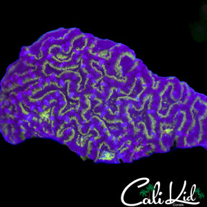 MAZE ACAN COLONY