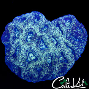 ULTRA PATTERN ACAN COLONY
