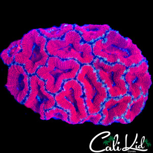 ULTRA ACAN COLONY