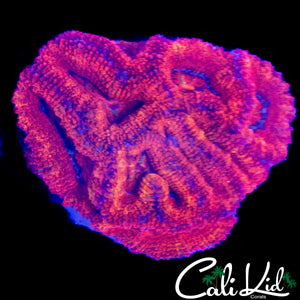 ULTRA ACAN COLONY