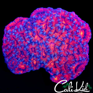 SUPERMAN ACAN COLONY