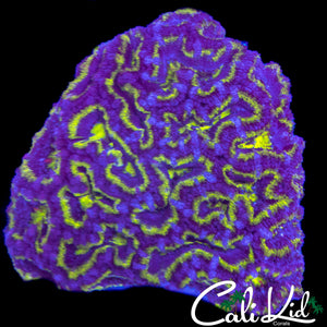 ULTRA RAINBOW ACAN COLONY