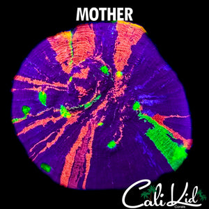 CK MIDNIGHT MAGIC CHALICE