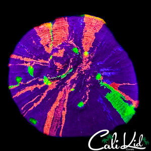 CK MIDNIGHT MAGIC CHALICE (NEW RELEASE)