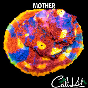 CK SUPREME CHALICE