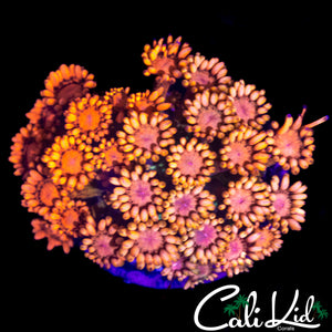 STUNNING RAINBOW GONI