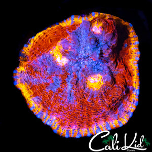 BPC FLAMETHROWER CHALICE