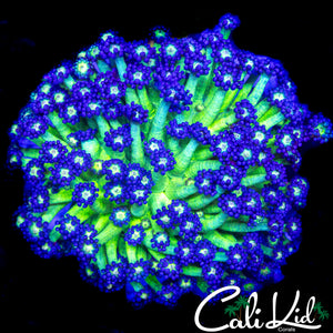 GLITTER TYPE GONI COLONY