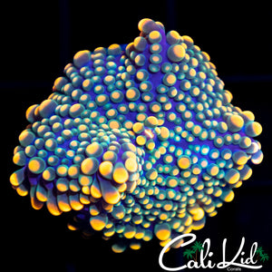 Large Bubble Yuma