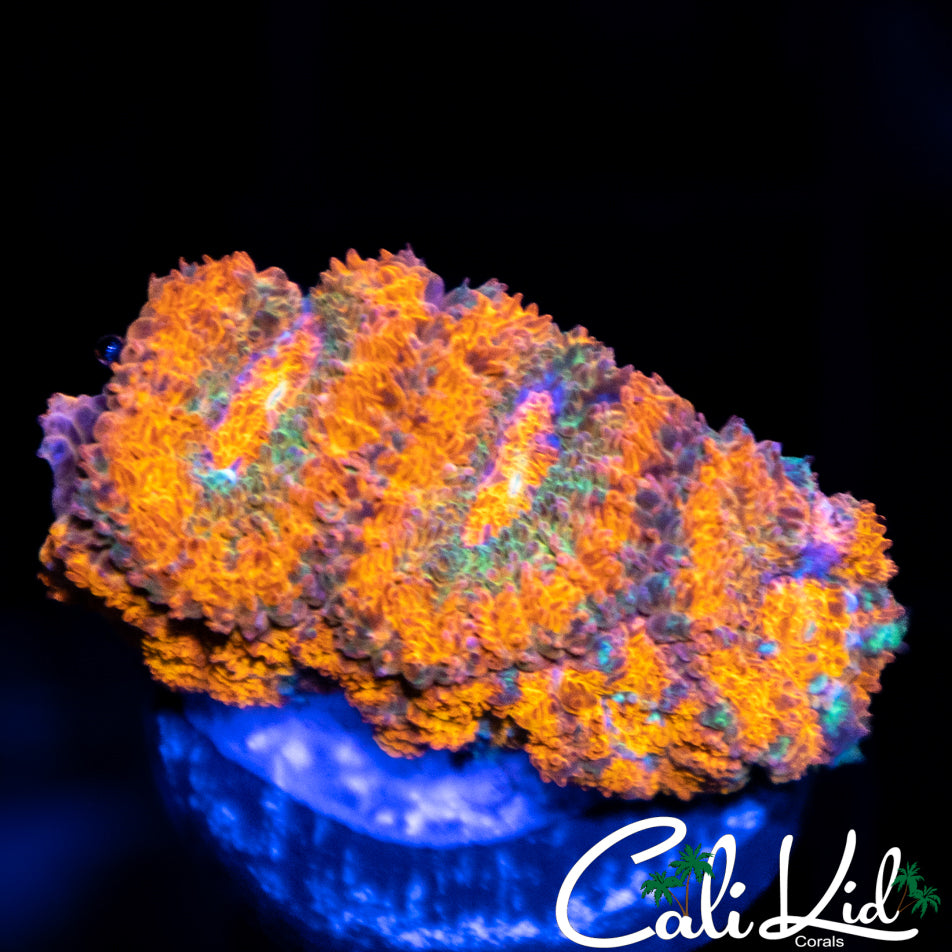 Bi Color Micro