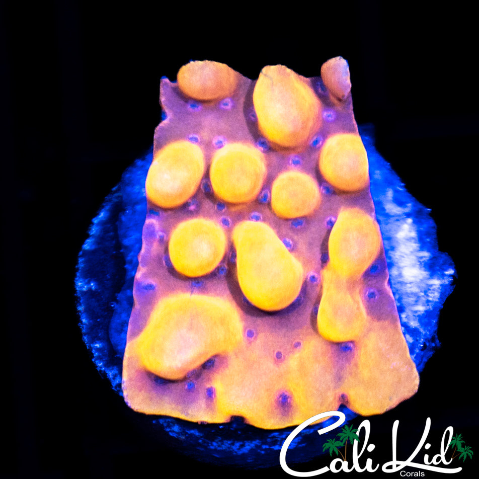 Bubonic Rainbow Monti