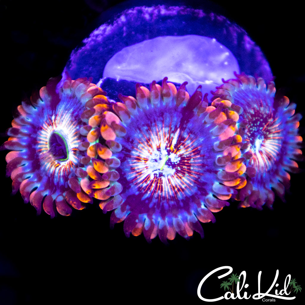 CB White Zombie Triple