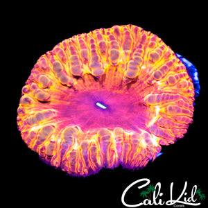 Indo Rainbow Blasto Large