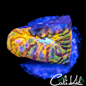 CK Grafted Convict Chalice