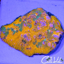 Load image into Gallery viewer, CK Grafted Convict Chalice
