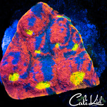 Load image into Gallery viewer, CK Candyland Chalice
