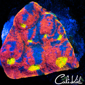 CK Candyland Chalice