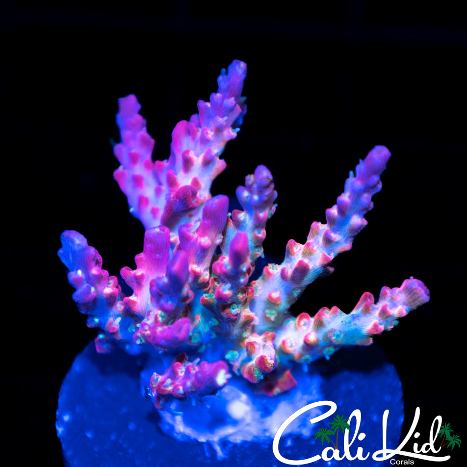 Funfetti Acro