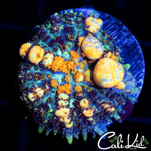 Powerball Bounce Mushroom