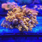 NOODLE TENTACLE TORCH MINI COLONY