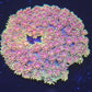 RARE AQUACULTURED RAINBOW PASSION GONI