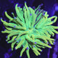 RARE GRAFTED TORCH