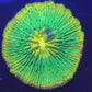 STUNNING RAINBOW PLATE