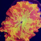 LARGE SPLATTER ECLECTUS MUSHROOM