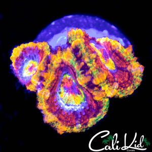 CK Babylon Acan Triple