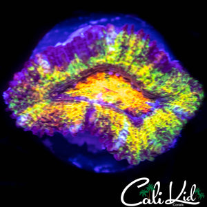 Ultra Rainbow Acan