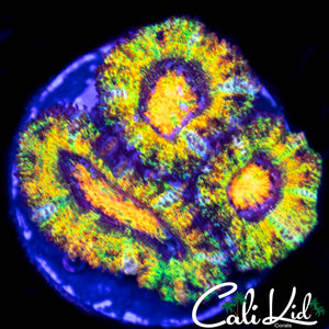 Ultra Rainbow Acan Triple