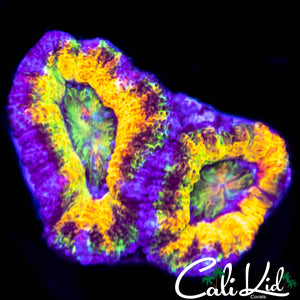 Insane Rainbow Acan Double