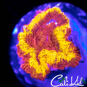 CK Flamethrower Acan