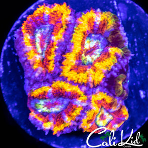 Ultra Rainbow Acan Quad