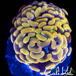 Gold Branching Hammer