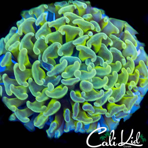 Ultra Bicolor Branching Hammer