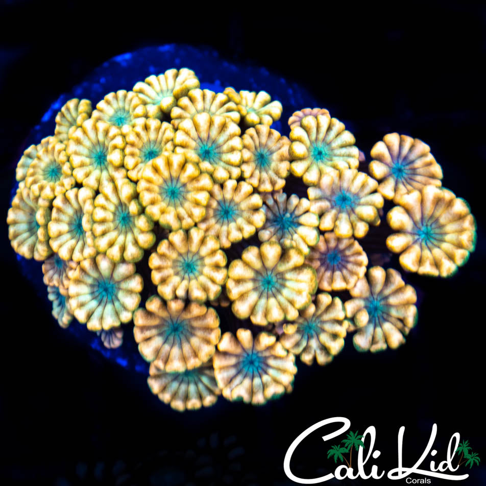 Ultra Alveopora