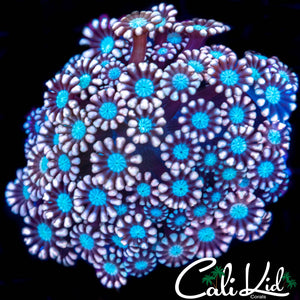 Ultra Bicolor Alveopora